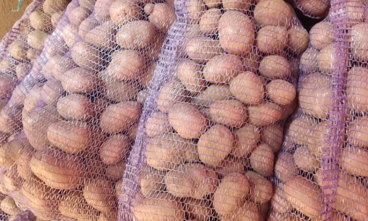 Якісна картопля біла роса - фото № 1