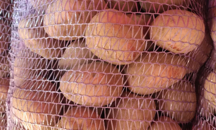 Якісна картопля біла роса - фото № 2