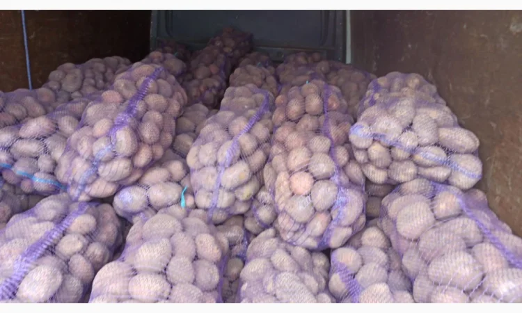 Продаю картоплю насіннєву і велику - фото № 1