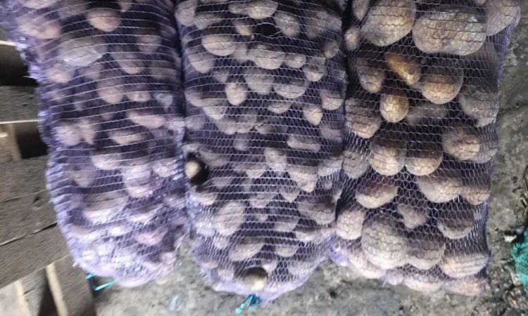 Продаю картоплю насіннєву і велику - фото № 2