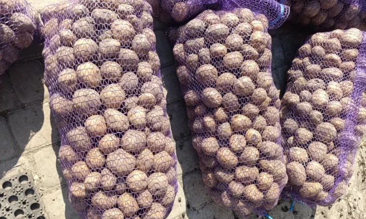 Пропонується картопля сорту Рівєра - фото № 1