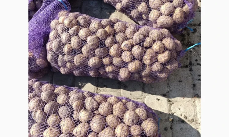 Пропонується картопля сорту Рівєра - фото № 2