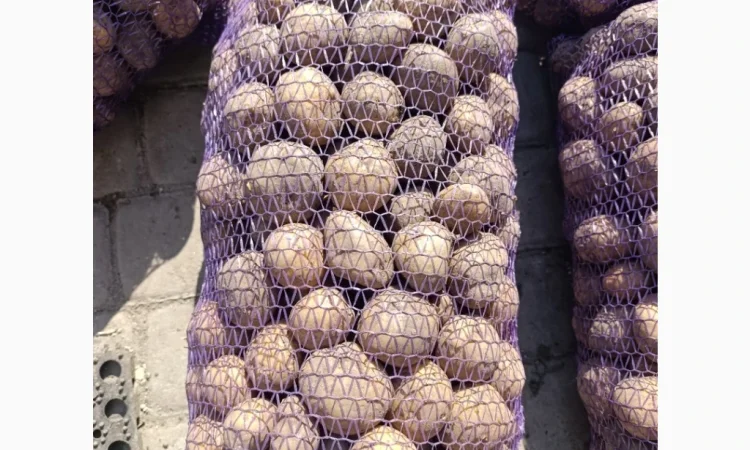 Пропонується картопля сорту Рівєра - фото № 3