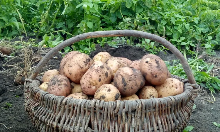 Продаю відбірну картоплю - фото № 2