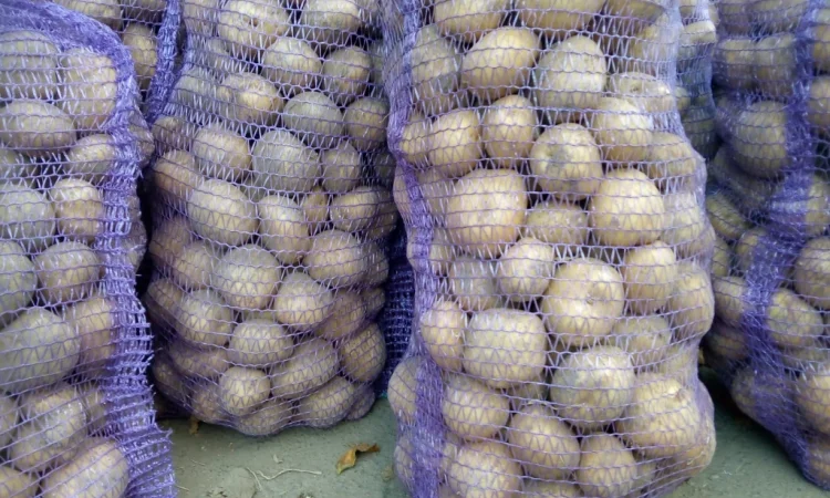 Продаю відбірну картоплю - фото № 3