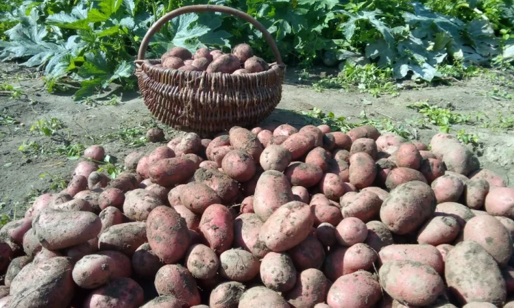 Продаю відбірну картоплю - фото № 4