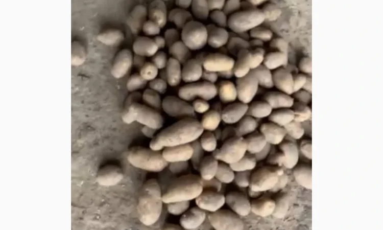 Куплю картоплю від фермера - фото № 1