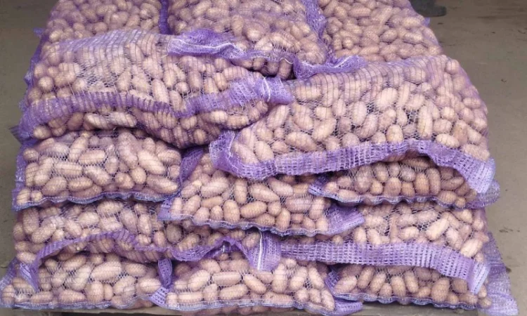 Продаю насинневую картошку Королева Анна и Гранада - фото № 2