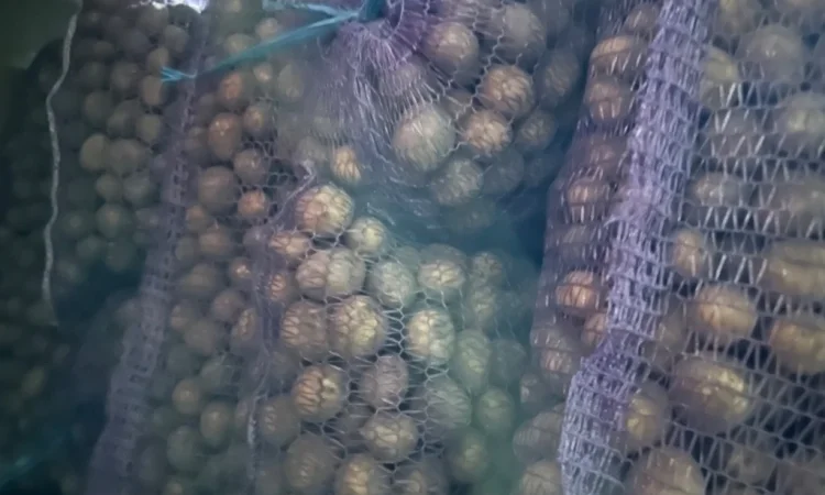 Картопля на продаж - фото № 1