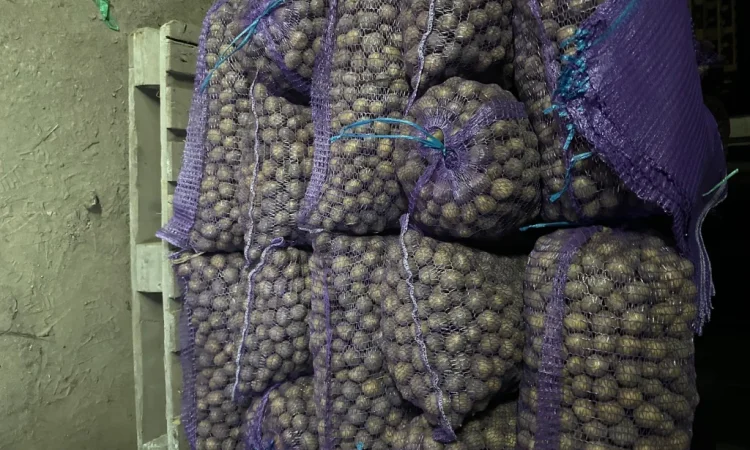 Картопля на продаж - фото № 2