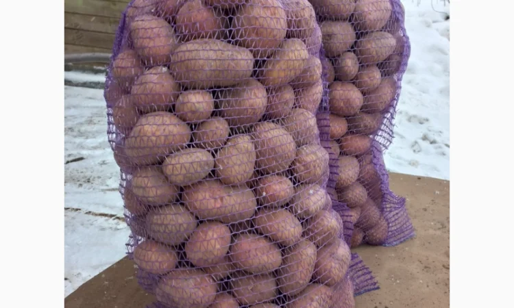 Продаю картошку врожая 2025 года - фото № 1