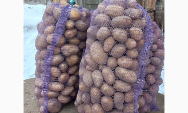 Продаю картошку врожая 2025 года - фото № 2