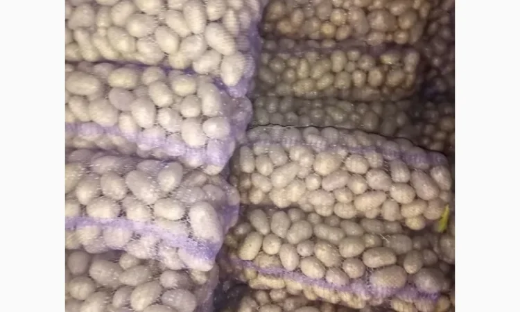 Продажа товарной картошки 6 тонн - фото № 1