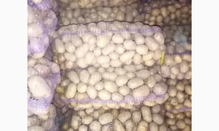 Продажа товарной картошки 6 тонн - фото № 2