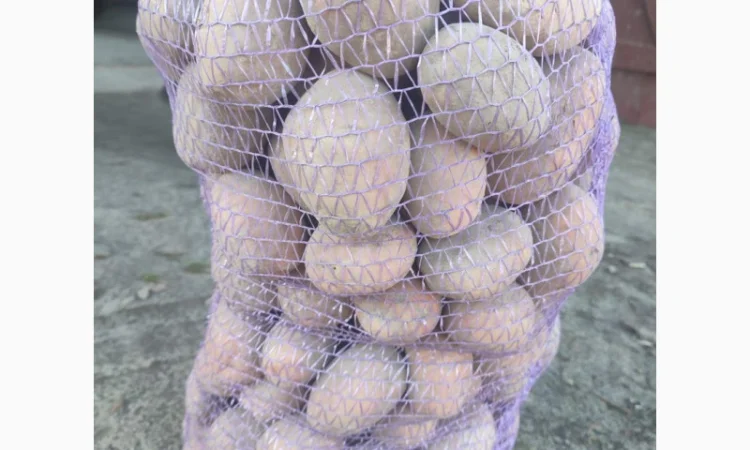 Картопля Белла Росса від населення - фото № 3