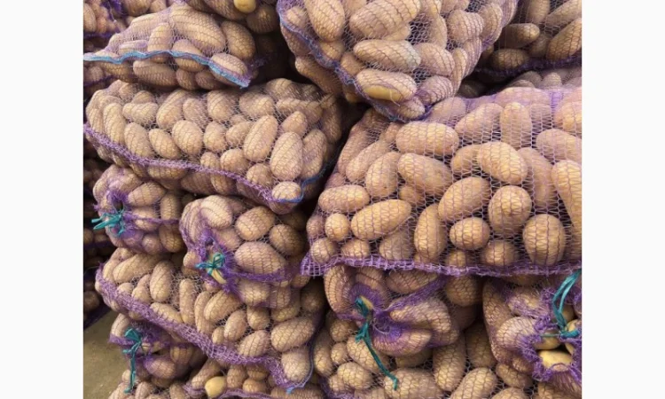 Домашня картопля в сітках по 23 кг - фото № 1