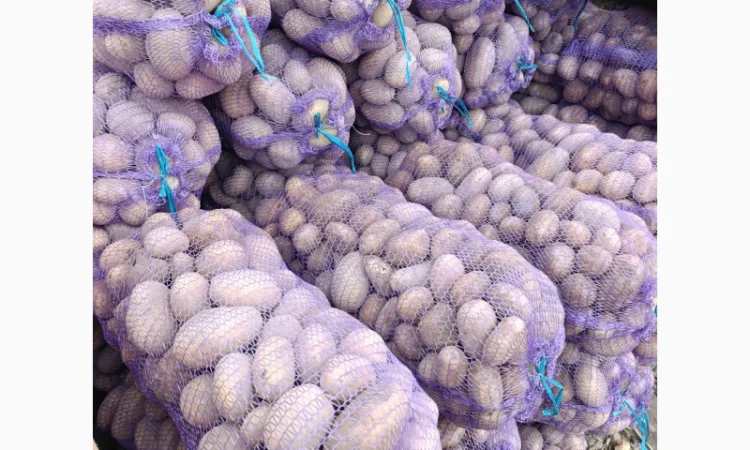 Продаж картоплі сорту Біла Роса - фото № 1