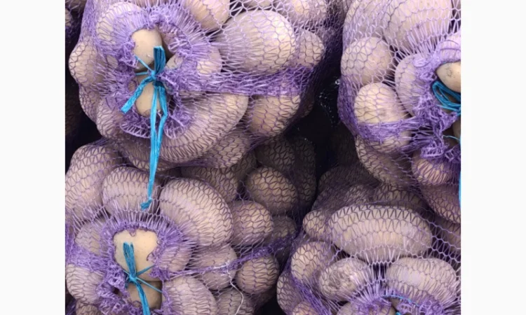 Продаж картоплі сорту Біла Роса - фото № 2