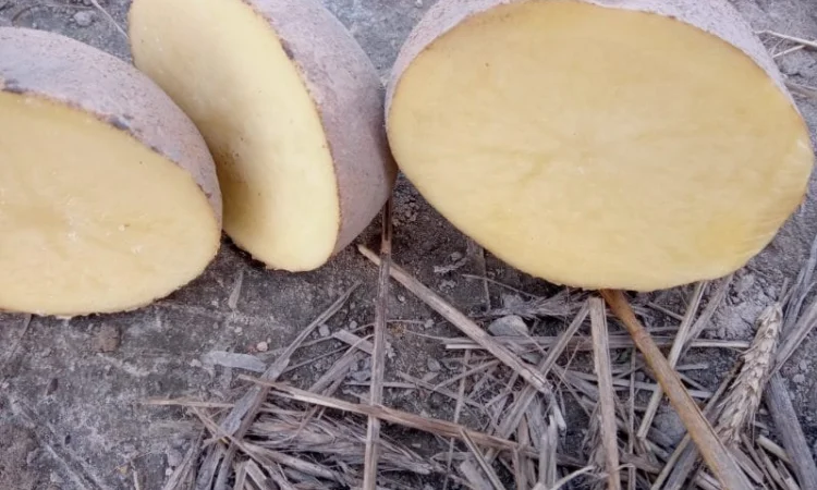 Продаж картоплі сорт Jurek в біг бэгах 1000 кг - фото № 3