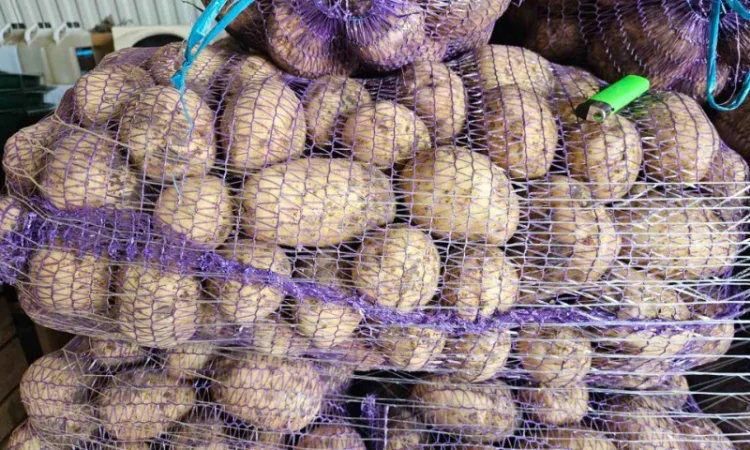 Картопля пізня оптом с доставкой в Львове - фото № 1