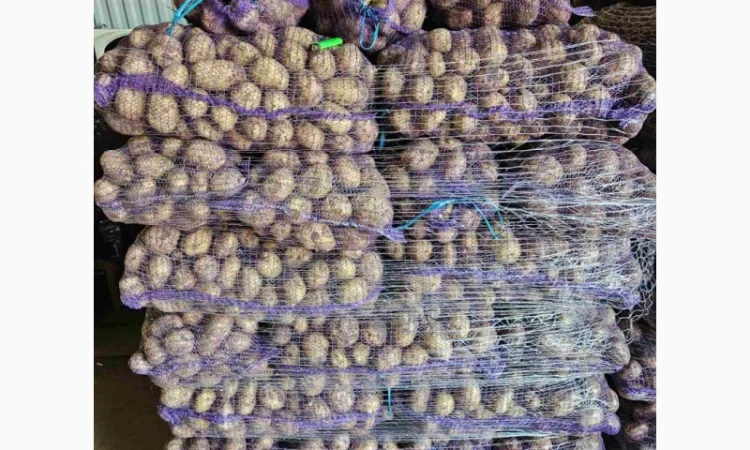 Картопля пізня оптом с доставкой в Львове - фото № 2