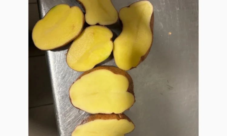 Картопля пізня оптом с доставкой в Львове - фото № 4