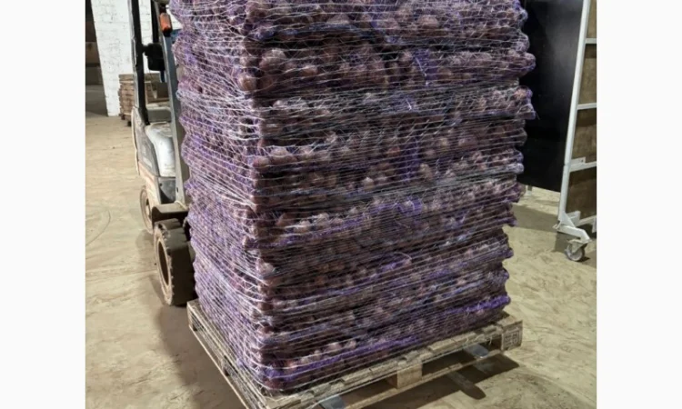 Картопля пізня оптом с доставкой в Львове - фото № 6