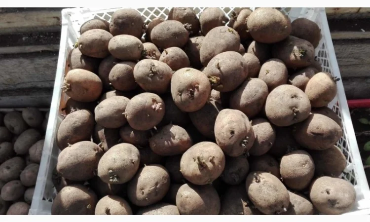 Продаж посадкової картоплі оптом - фото № 1