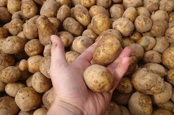 Оптовий продаж посадкової картоплі - фото № 1