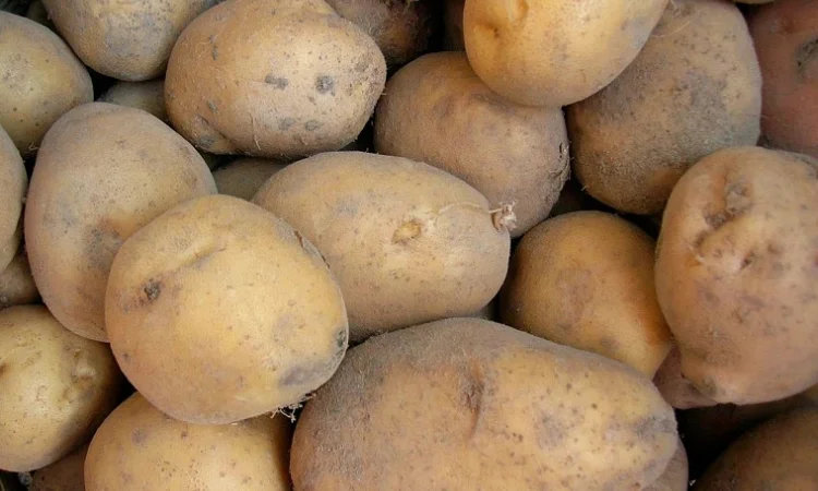 Продаж картоплі 2 сорту оптом - фото № 1