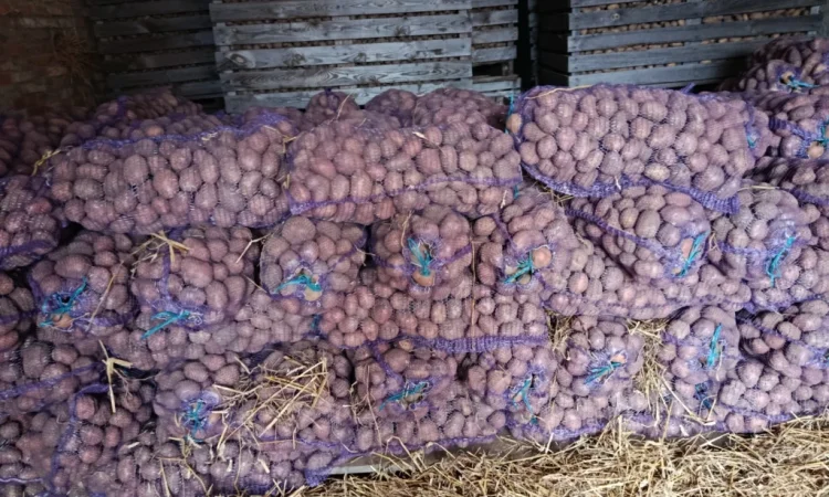 Куплю картоплю товарну - фото № 1