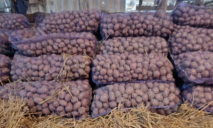 Продается картофель продовольственный - фото № 2