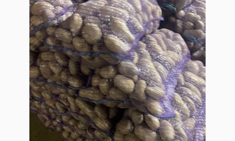 Продаю продовольчу картоплю - фото № 2