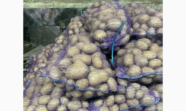 Продаю продовольчу картоплю - фото № 3