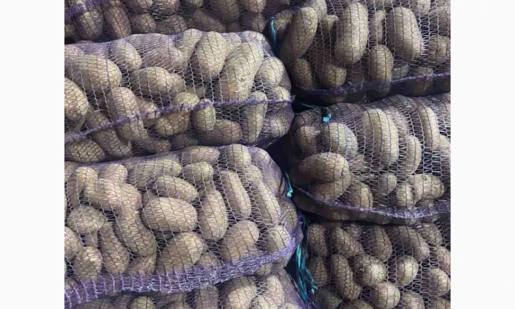 Продаю продовольчу картоплю - фото № 4