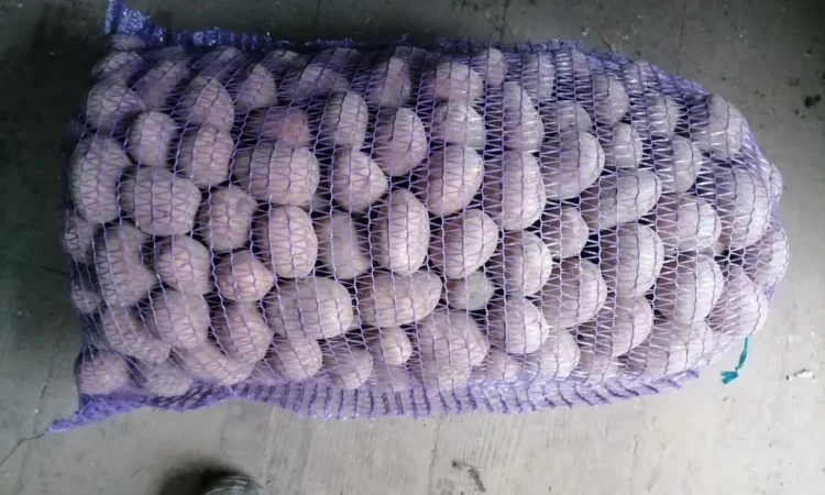 Продаю Насінневу картоплю БелаРосса - фото № 1