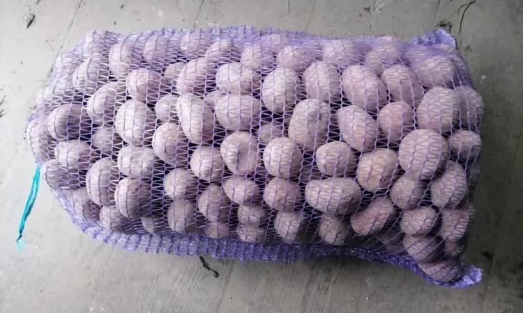 Продаю Насінневу картоплю БелаРосса - фото № 2