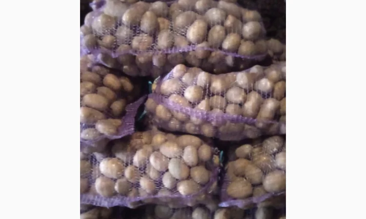 Продаж картоплі мелоді - фото № 1