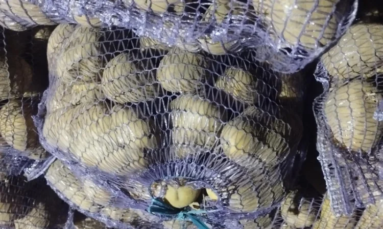 Куплю картоплю без хвороб - фото № 1