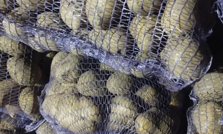 Куплю картоплю без хвороб - фото № 2