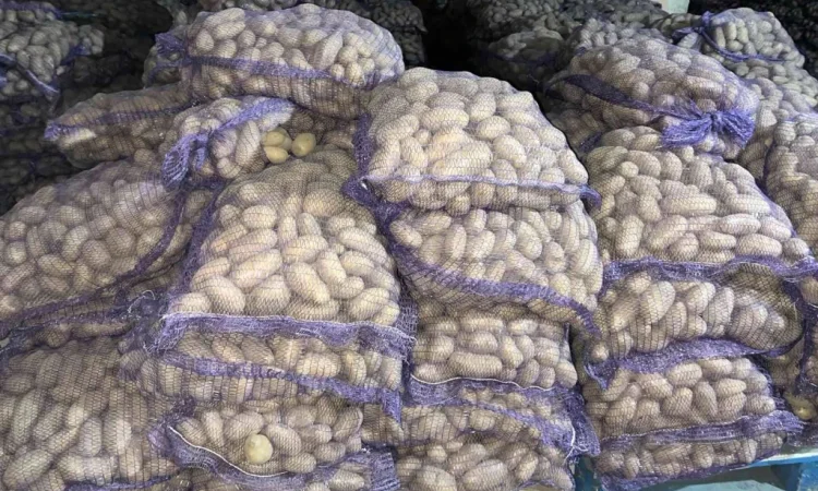 Продаю картоплю сорту Гранада - фото № 1