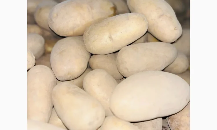 Продаю картоплю сорту Гранада - фото № 2