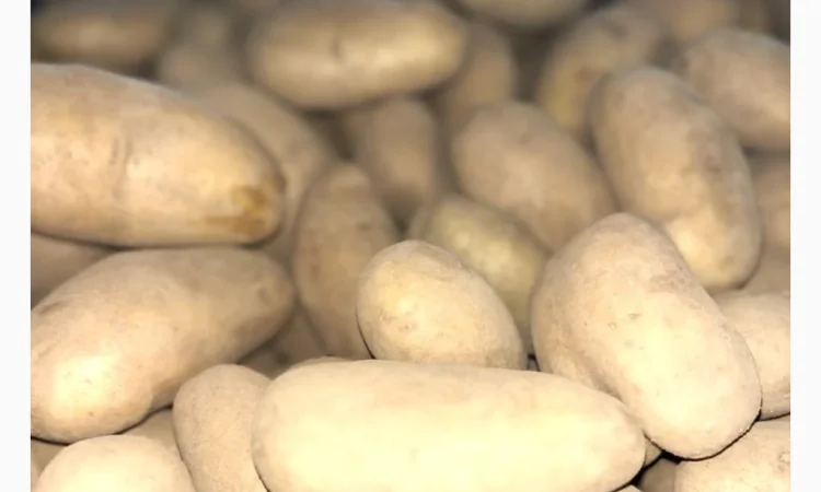 Продаю картоплю сорту Гранада - фото № 3