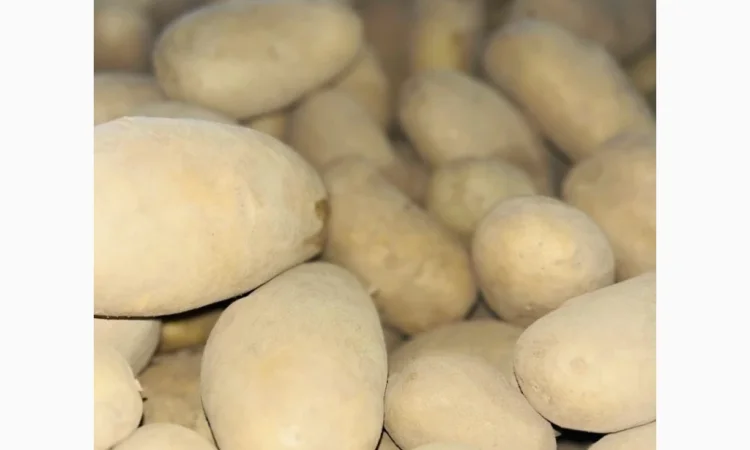 Продаю картоплю сорту Гранада - фото № 4