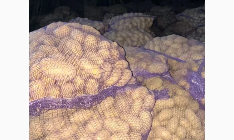 Продаю картоплю сорту Гранада - фото № 5