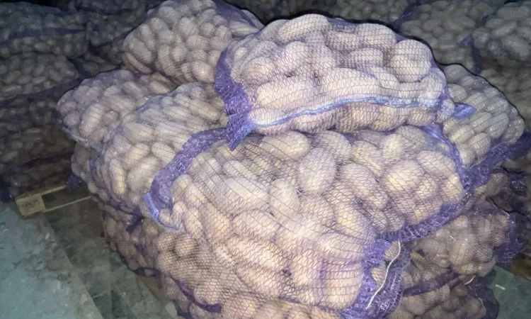 Продаю картоплю сорту Гранада - фото № 7