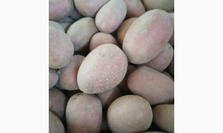 Продаж насіння белароси 2репродукція - фото № 1