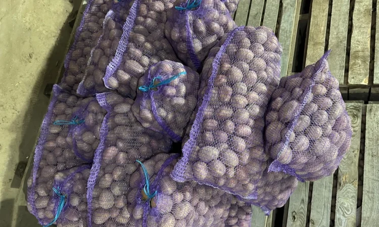 Продам насіннєву картоплю БІЛА РОСА 3 репродукція - фото № 1