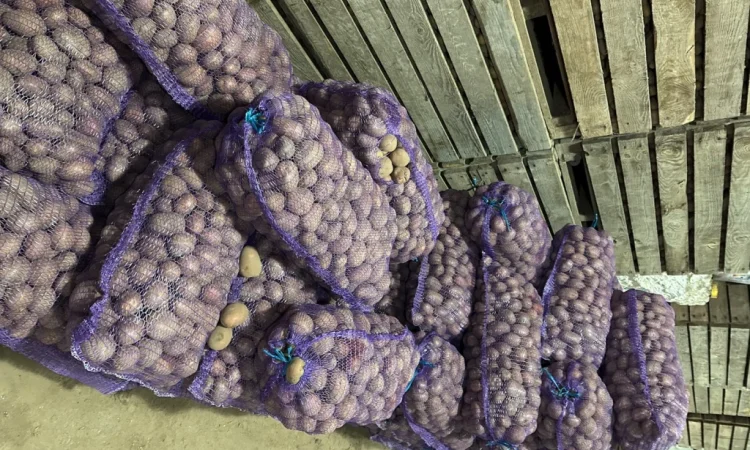 Продам насіннєву картоплю БІЛА РОСА 3 репродукція - фото № 2