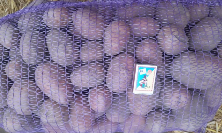 Куплю картоплю сорту Біла Роса - фото № 1